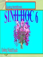 SỰ ĐA DẠNG CỦA THÂN