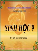 SỰ ẢNH HƯỞNG CỦA ÁNH SÁNG ĐỐI VỚI ĐỜI SỐNG SINH VẬT -SINH 9