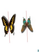 Phép đối xứng trục lớp 11 CB