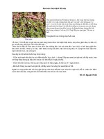 Rau sam chữa bệnh tiết niệu