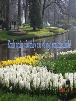 phép đối xứng trục