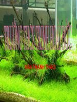 CẤU TẠO NGOÀI CỦA THÂN - SH 6