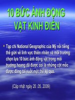 10 BỨC ẢNH ĐỘNG VẬT KINH ĐIỂN