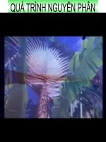 QUÁ TRÌNH NGUYÊN PHÂN.ppt