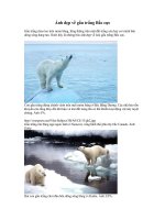 ẢNH ĐẸP VỀ GẤU BẮC CỰC