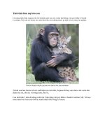 Tinh tinh làm mẹ báo con