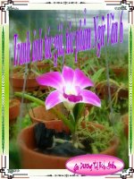 Hình ảnh tác giả tác phẩm V6 HKII