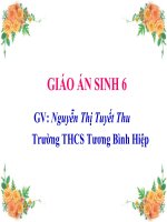 CÁC LOẠI RỄ - CÁC MIỀN CỦA RỄ SH6