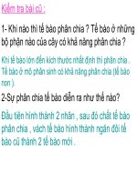 Các Loại rễ, Các miền của rễ