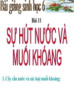 tiet 11- cây c6àn nước và muối khoáng