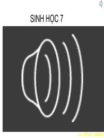 Bài 50:BỘ ĂN SÂU BỌ ,BỘ GẶM NHẤM,BỘ ĂN THỊT