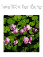 tiet 26 Diện tich hcn