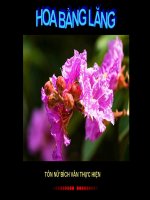 10 bài thơ hay về hoa Bằng Lăng