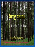 Rừng Xà nu