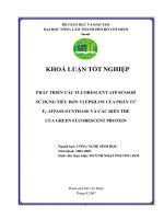PHÁT TRIỂN CÁC FLUORESCENT ATP SENSOR SỬ DỤNG TIỂU ĐƠN VỊ EPSILON CỦA PHÂN TỬ F1-ATPASE/SYNTHASE VÀ CÁC BIẾN THỂ CỦA GREEN FLUORESCENT PROTEIN