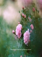 Biến dạng của rễ