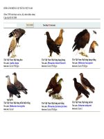 HÌNH ẢNH ĐỘNG VẬT RỪNG VIỆT NAM.doc