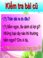 CẤU TẠO CỦA THÂN NON