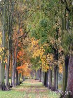 trương tuyết mai