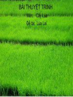 Bài thuyết trình về lúa lai