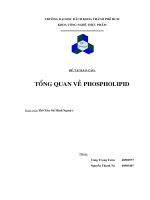 tổng quan về Phospholipid