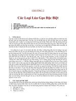 Các Loại Lúa Gạo Đặc Biệt