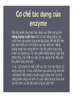 Cơ chế tác động của các enzyme