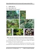 P1 Tổng quan  về thành phần hóa học hạt cây móc mèo