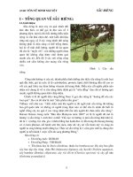 Lợi ích và thành phần dinh dưỡng quả sầu riêng