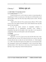 P2 tổng quan thu nhận Ezym Papain để ứng dụng vào phả ứng thủy phân
