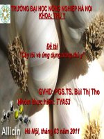 Cây tỏi và ứng dụng trong thú y