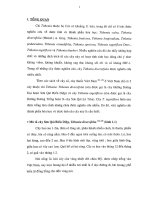 tổng quan  trong nghiên cứu thành phần cây sơn quỳ lá tròn