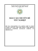 ẢNH HƯỞNG CỦA GIỐNG CHÈ VÀ CHẤT LƯỢNG NGUYÊN LIỆU ĐẾN HOẠT TÍNH KHÁNG BACILLUS SUBTILIS, BACILLUS CEREUS VÀ PROTEUS SP