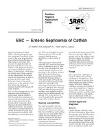 ESC - Enteric Septicemia of Catfish