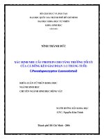 XÁC ĐỊNH NHU CẦU PROTEIN CHO TĂNG TRƯỞNG TỐI ƯU CỦA CÁ BỐNG KÈO GIAI ĐOẠN 1