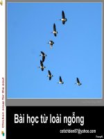 Bài học từ đàn ngỗng
