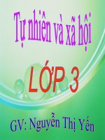 TNXH lớp 3 - rễ cây