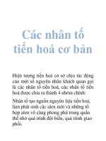 Các nhân tố tiến hoá cơ bản
