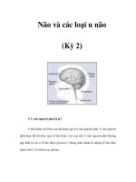 Não và các loại u não (Kỳ 2)