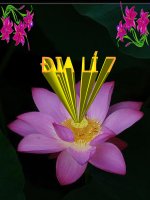 Ô NHIỄM MÔI TRƯỜNG Ở ĐỚI ÔN HÒA