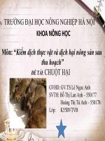 Chuột hại trên nông sản