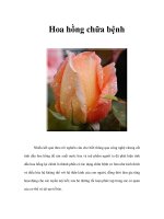 Hoa hồng chữa bệnh