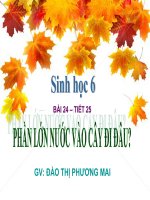 phần lớn nước vào cây đi đâu?