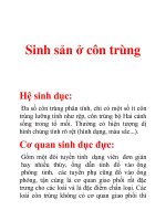 Sinh sản ở côn trùng