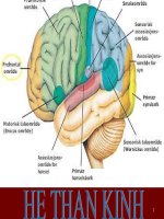 GIAI PHAU HE THAN KINH