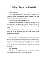 Trồng giống ớt cay Hàn Quốc