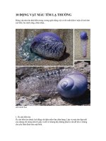 10 động vật màu tím