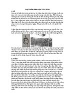 ĐẶC ĐIỂM SINH HỌC CÂY DỪA