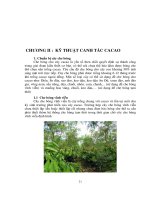 KỸ THUẬT CANH TÁC CACAO
