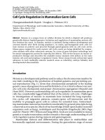 Cell Cycle Regulation in Mammalian Germ Cells